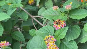 Image result for Sopubia lanata