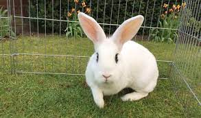 Do Rabbits Have Periods Female Official Golden Retriever