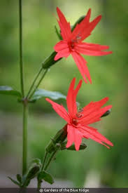 Image result for Silene