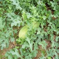 The most commonly used signs of fruit maturity is to check if the tendril bearing the fruit has dried and withered or if the ground spot has turned a warm. Jubilee Watermelon Jubilee Watermelon Plant