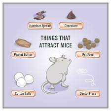 How To Get Rid Of Mice In Walls Get Mice Out Of Walls And Air D Getting Rid Of Mice Getting Rid Of Rats Rodent Repellent