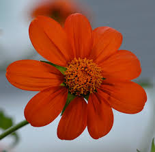 Image result for Tithonia diversifolia