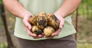 Just push the earthpod into the soil and water it. What Is The Best Manure For Vegetable Gardening