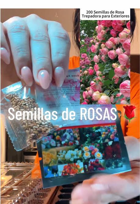 Semillas de rosas trepadoras momento ideal para hacer que tu jardín sea tu  espacio favorito ❤️ #jardin #rosas #rosaseternas #jardines #garden