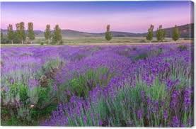 Obrazy na plátně Levandule • Pixers® • Žijeme pro změnu