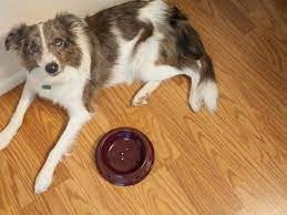 4 Things To Do If Your Dog Is Vomiting Pethelpful