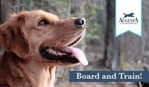 Puppy board and train near me. Board Train Augusta Dog Training