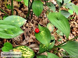 Orman Muhendisi On Twitter Plant Leaves Plants Leaves