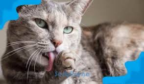 Dalam primbon, mimpi melihat kucing yang masuk kedalam rumah menandakan datangnya seseorang yang menumpang, meminta pertolongan, atau seseorang yang ingin menggoda. Arti Mimpi Dijilat Kucing Menurut Primbon Jawa Situs Pendidikan Masa Kini Patih Akbar