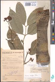 Image result for Hunteria