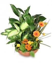 Give us a call, contact us online, or use our mobile apps to get started finding the perfect gift today. Mobile Florist Mobile Al Flower Shop Zimlich The Florist