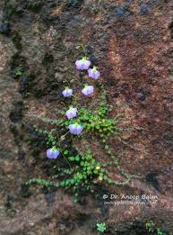 Image result for Utricularia striatula