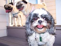 Feeding your shitzu puppies is just about the things which you will want to know. Sniff Seattle Dog Walkers Stewie And Parfait The Pugs Are Happy To See Lily The Shih Tzu