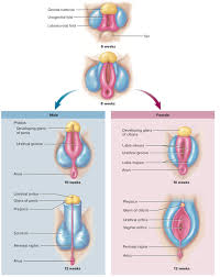 It is the most complete reference of human anatomy available on web, ipad, iphone and android devices. Are There Any Similarities Between Male And Female Reproductive Organs Is It True That Male Has A Female Reproductive Organ Quora