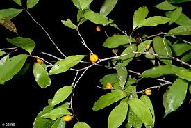 Image result for Dichapetalum