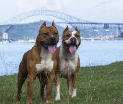 Learn everything an expat should know about managing finances in germany, including bank accounts, paying taxes, getting insurance and investing. Why Do They Cut Pit Bull S Ears Pit Bull Hq
