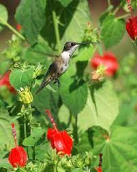 We did not find results for: Out My Backdoor Creating Hummingbird Havens Department Of Natural Resources Division
