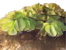 Image result for Salvinia hastata