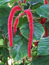 Image result for Acalypha hispida