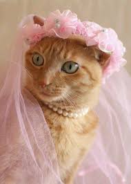 Pretty In Pink Ginger Cat Cute Animals Crazy Cats Cat Dressed Up