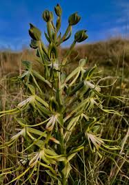 Image result for Bonatea pulchella
