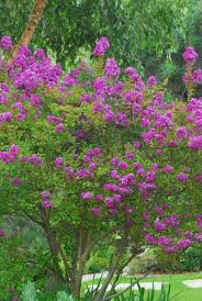 Cornus florida flowering dogwood tree. Got A Tiny Yard You Can Still Grow These Totally Gorgeous Trees Small Ornamental Trees Small Trees For Garden Ornamental Trees