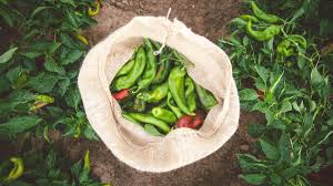 Or you can simply substitute canned. The Hatch Chile Store Is Rooted In New Mexico
