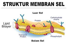 We did not find results for: Gambar Sel Hewan Pengertian Struktur Dan Fungsinya