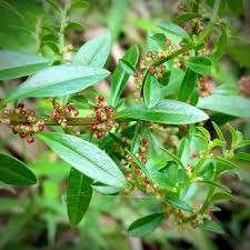 Image result for Ammannia baccifera