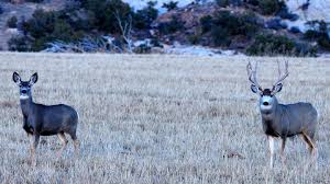 The mule deer (odocoileus hemionus) is a species of deer named for its ears, which bear a resemblance to the large ears of a mule. American Hunter How To Field Judge A Mule Deer In 30 Seconds