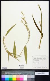 Image result for Acroceras