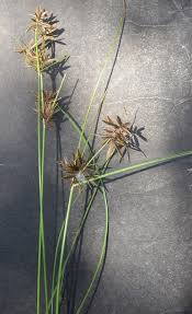 Image result for Pycreus flavescens