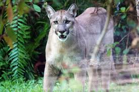 Usfws) sometimes, it feels good to take out your crayons and color. Florida Panther