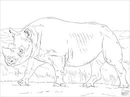 Free, printable coloring pages for adults that are not only fun but extremely relaxing. Realistic African Black Rhinoceros Coloring Page Coloringbay