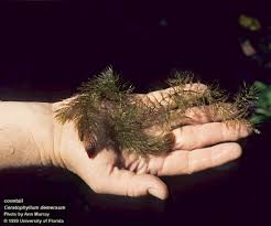 Image result for Ceratophyllum demersum