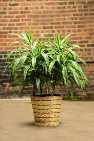 Image result for Dracaena laxissima