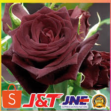 Cara merawat bunga mawar agar selalu berbunga bisa di lakukan dengan beberapa cara antara lain dengan melakukan. Bibit Tanaman Bunga Mawar Hitam Black Rose Shopee Indonesia