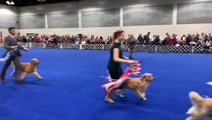 Big dogs, small dogs, fluffy dogs, smooth dogs, fat westminster is a conformation show, meaning that it rewards dogs based on how closely they conform to the standard of what dogs of a certain. Golden Retriever Daniel From Ligonier Twp Captures Hearts At Westminster Dog Show Triblive Com