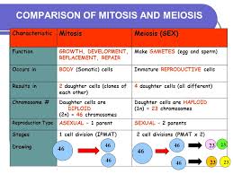 Maybe you would like to learn more about one of these? Reproduction All Cells Come From Cells Ppt Download