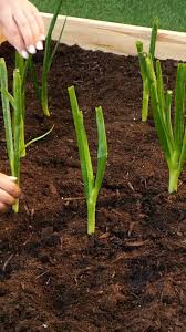 Danielle Okerblom (seastar2015)