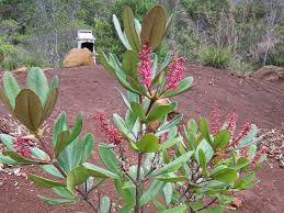 Image result for Cunonia