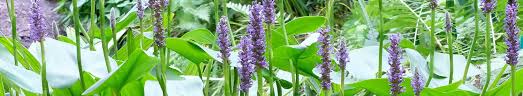 Image result for Pontederia