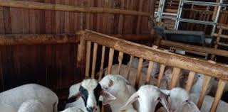 Domba kambing kiloan, kota bogor. Domba Arsip Kambing Kiloan
