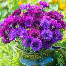 Cornflower Select Ultraviolet Organic Organic Seeds Ultra Violet Flower Seeds