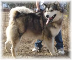 The malamute can be a chewer, so crate training is recommended when you are unable to supervise your puppy indoors. Tatonka Giant Alaskan Malamutes Puppies For Sale Alaskan Malamute Texas Giant Alaskan Malamute Alaskan Malamute Puppies Malamute Puppies