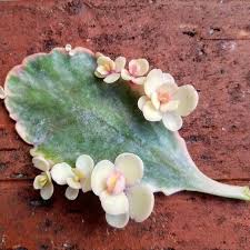 Loss 1 Leaf Gained 8 Plants I M Ok With That Propagation Is The Best Succulents Succulent S Plants Propagating Succulents Growing Succulents