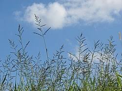 Image result for Urochloa arrecta