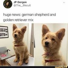 Wholesome Animal Memes To Start The Week Off Right Cute Baby Animals Funny Animals Cute Animals