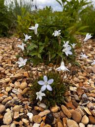 Image result for Wahlenbergia wittei