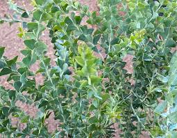 Image result for Acacia kirkii